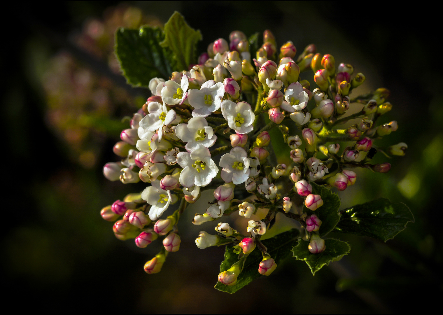 Koreanischer Duftschneeball ( Viburnum carlesii )