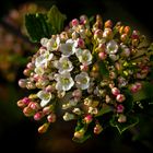 Koreanischer Duftschneeball ( Viburnum carlesii )