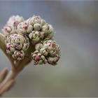 Koreanischer Schneeball (Viburnum carlesii)