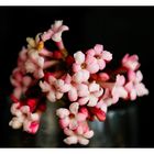 Koreanischer Schneeball - Viburnum carlesii