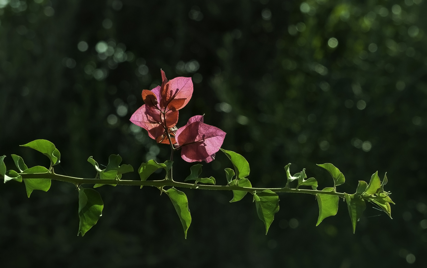 Korfiotische Kahle Drillingsblume(Bougainvillea glabra choisy)