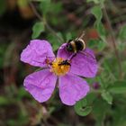 Korfu, Hochbetrieb in der Zistrosenblüte.