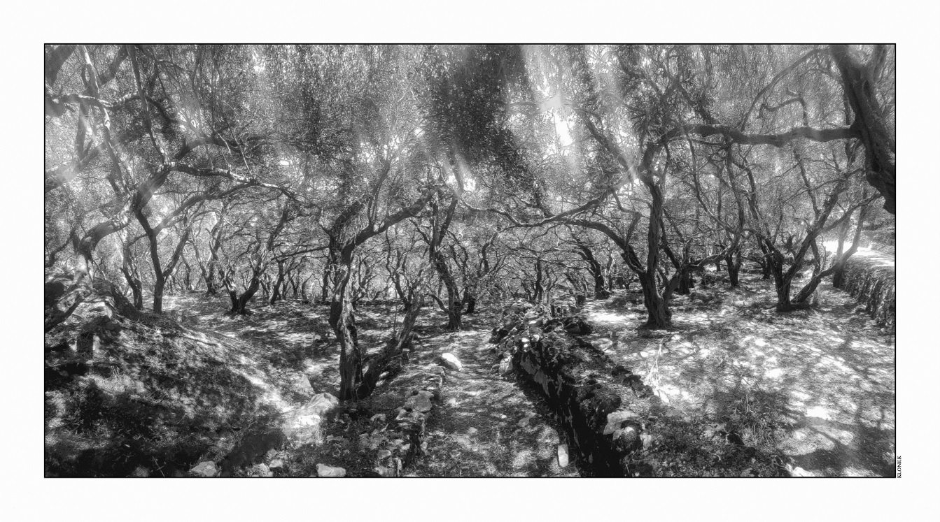 KORFU IV : olive grove, or shade in the middle of the day