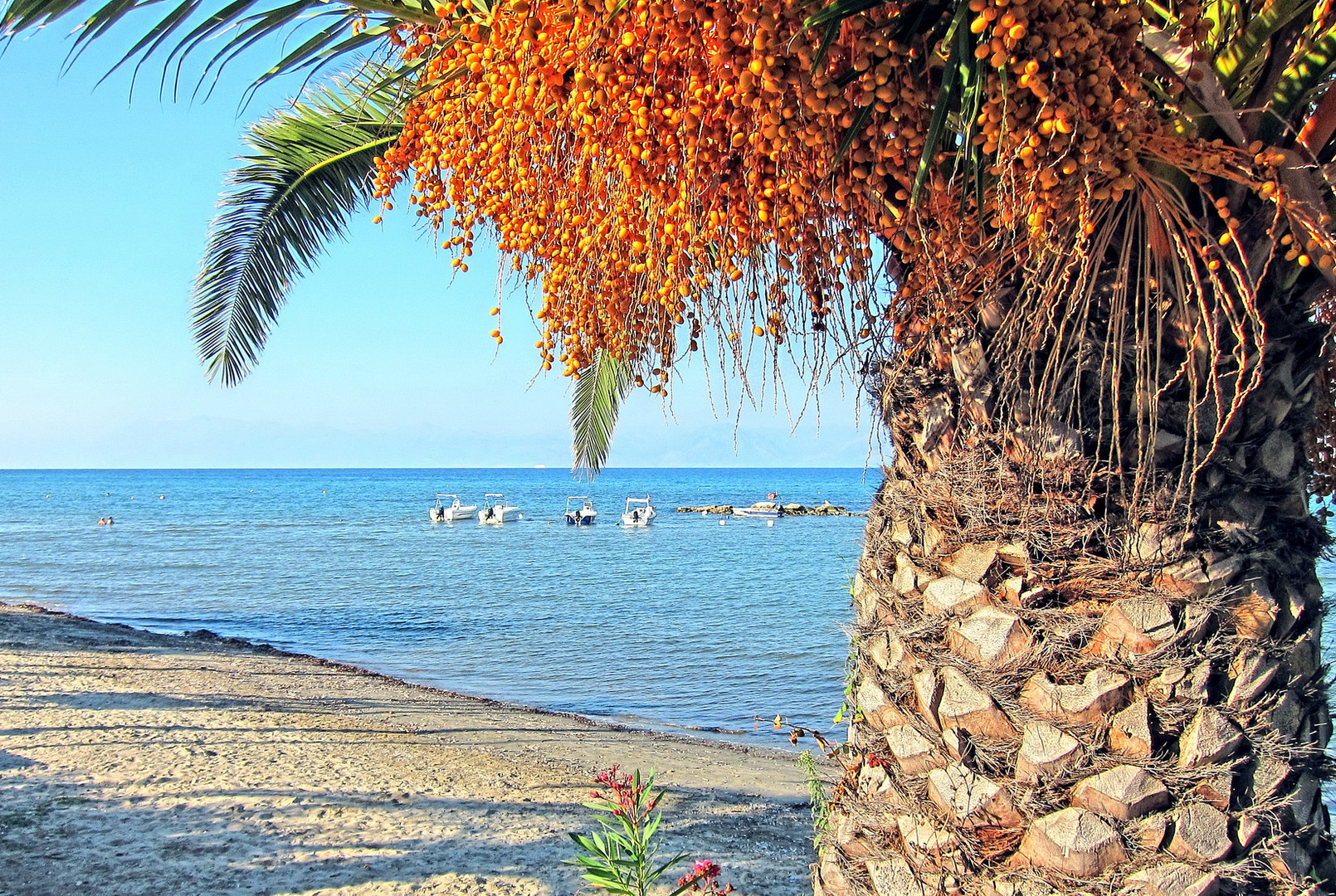 Korfu Palme am Strand von Roda