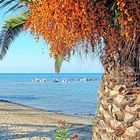 Korfu Palme am Strand von Roda