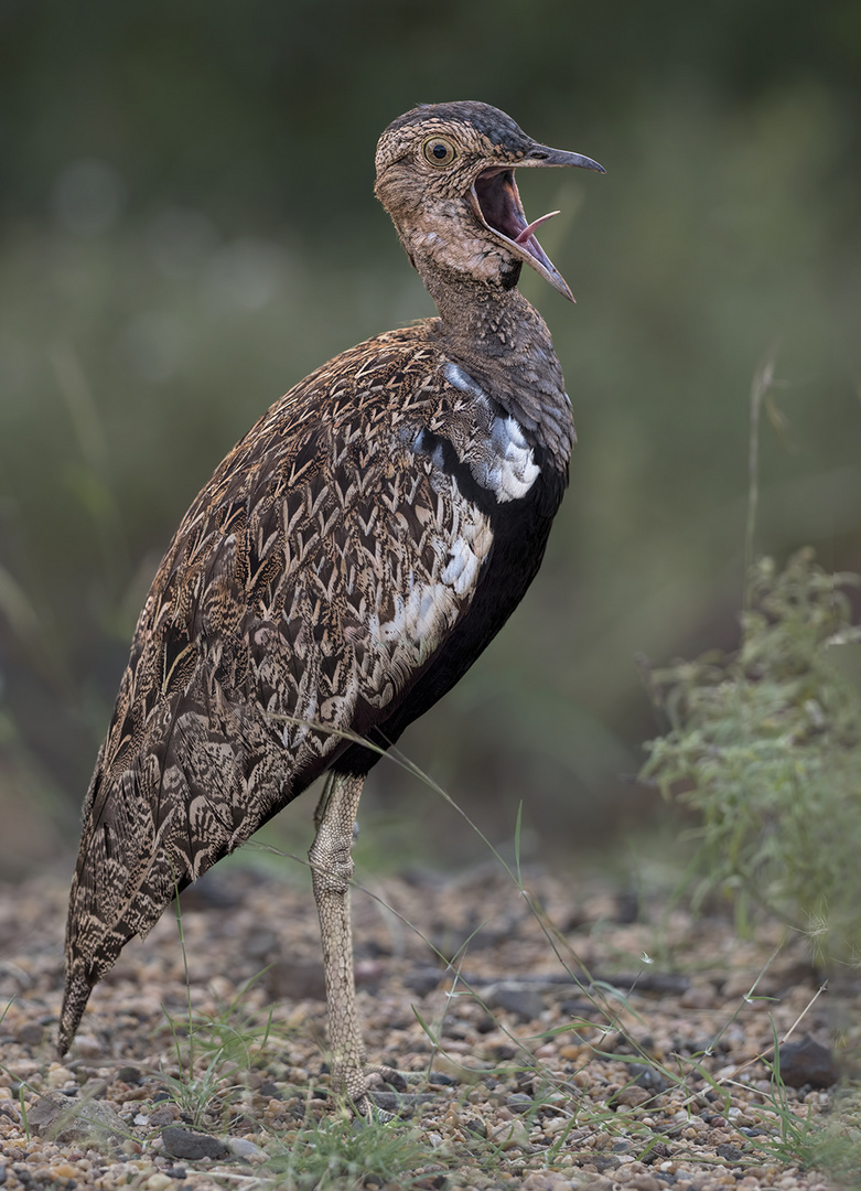 Korhaan (kleine Trappenart)