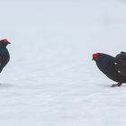 Korhanen in sneeuw