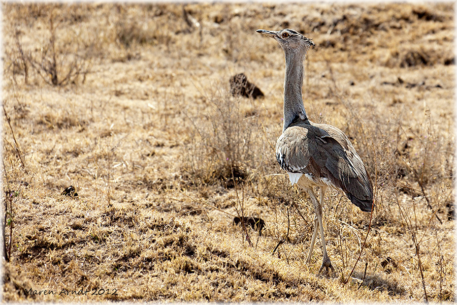 Kori Bustard