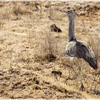 Kori Bustard