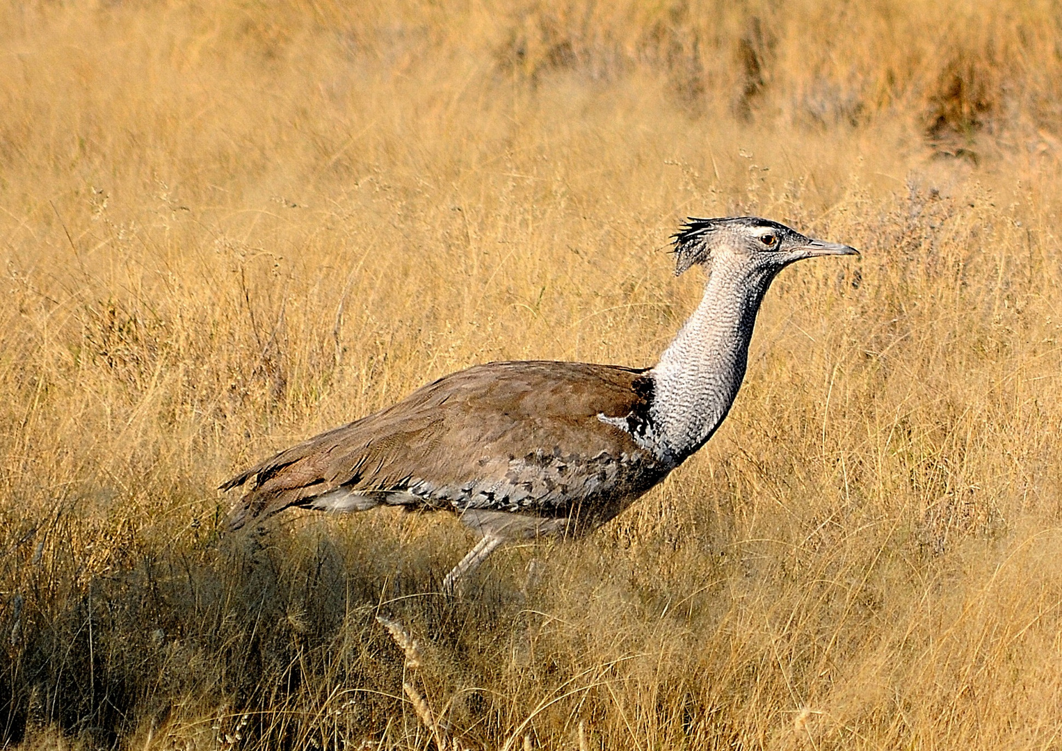 Kori Bustard