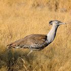 Kori Bustard