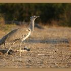 Kori Bustard