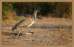 Kori Bustard