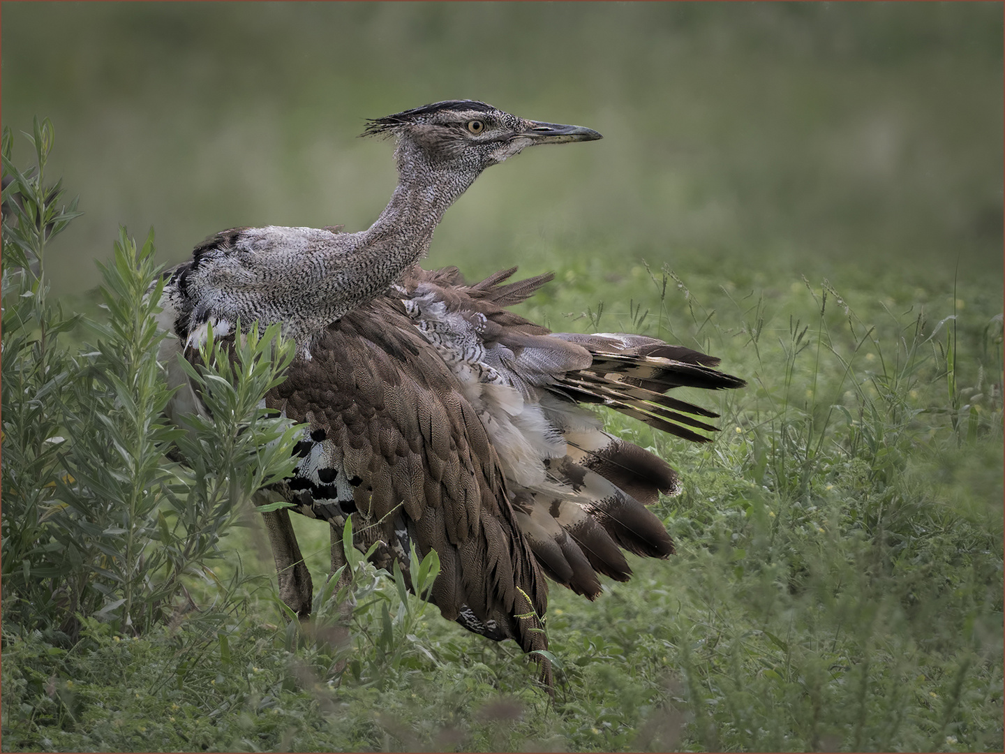 Kori Bustard