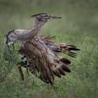 Kori Bustard