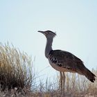 ~kori bustard~