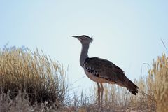 ~kori bustard~