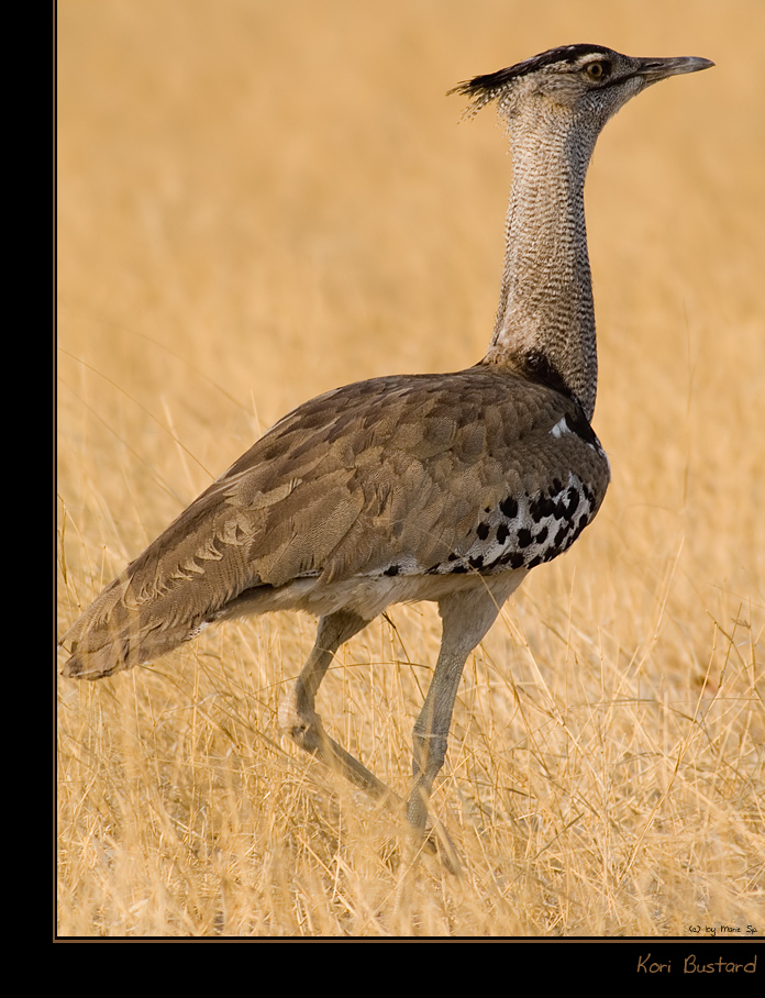 Kori Bustard (Choriotis Kori)