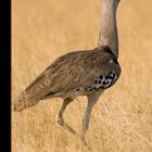 Kori Bustard (Choriotis Kori)