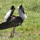 ...Kori Bustard - Riesentrappe...