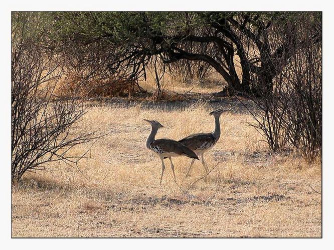 Kori Bustards