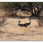 Kori Bustards