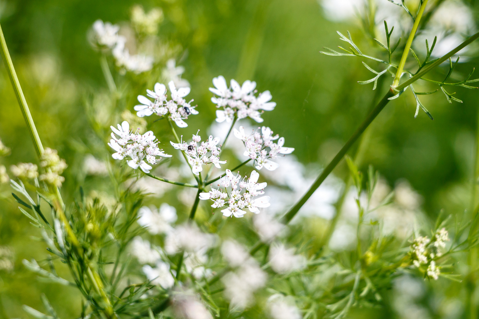 Koriander Foto & Bild sommer, natur, pflanzen Bilder auf