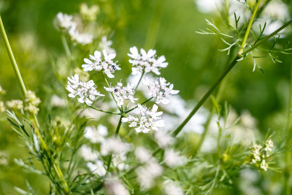 Koriander Foto &amp; Bild | sommer, natur, pflanzen Bilder auf fotocommunity