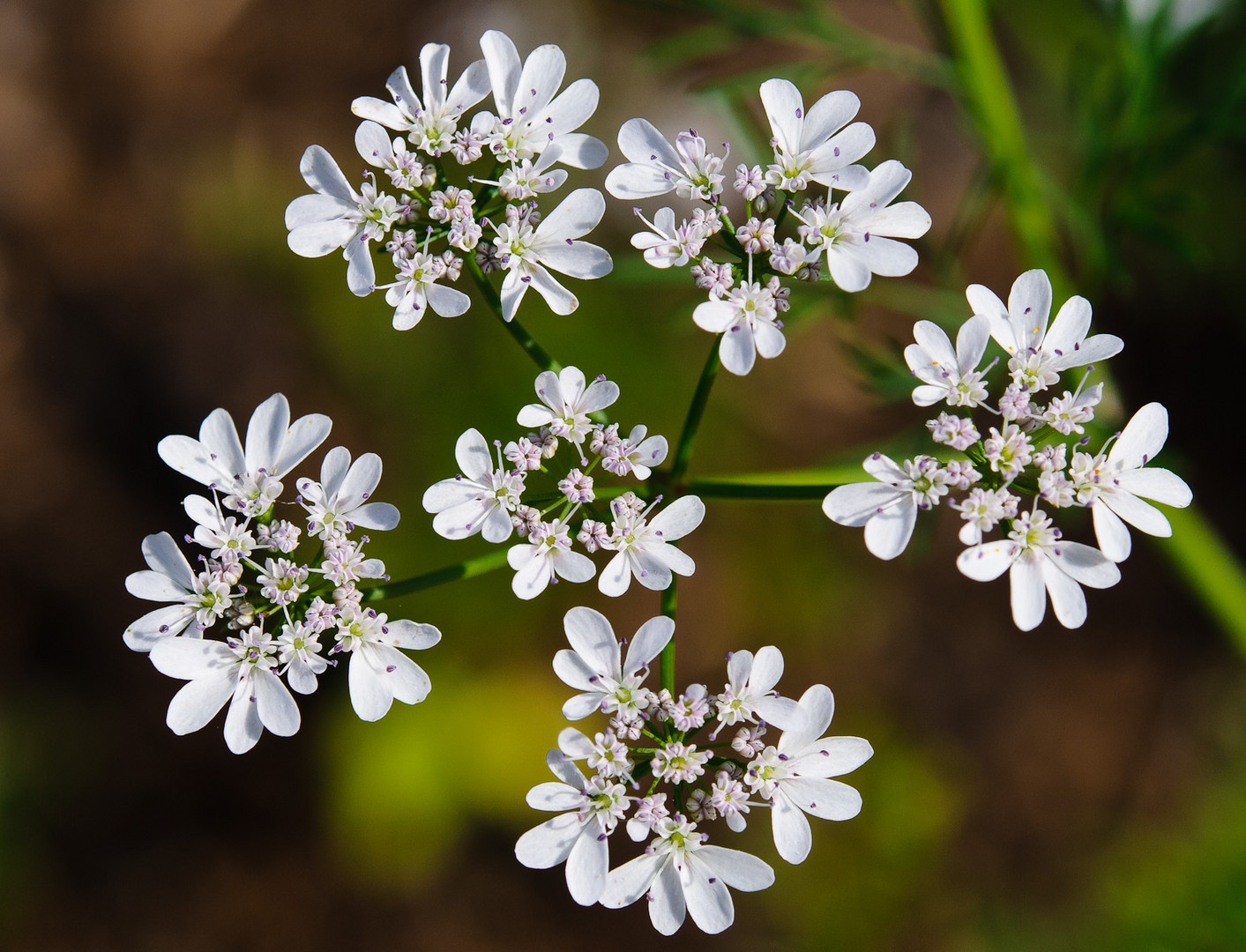 KorianderBlüte Foto & Bild pflanzen, pilze & flechten