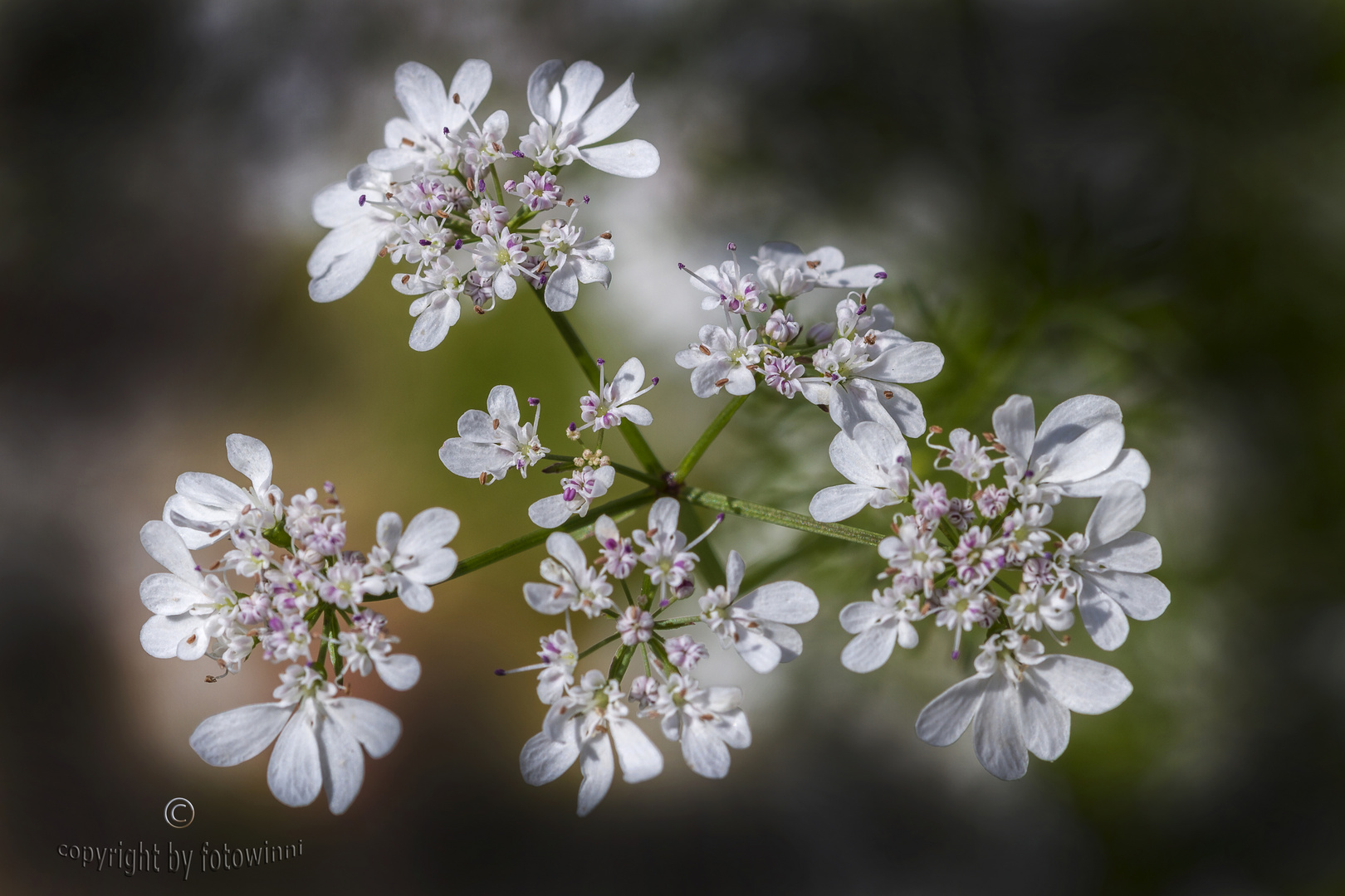 Korianderblüte