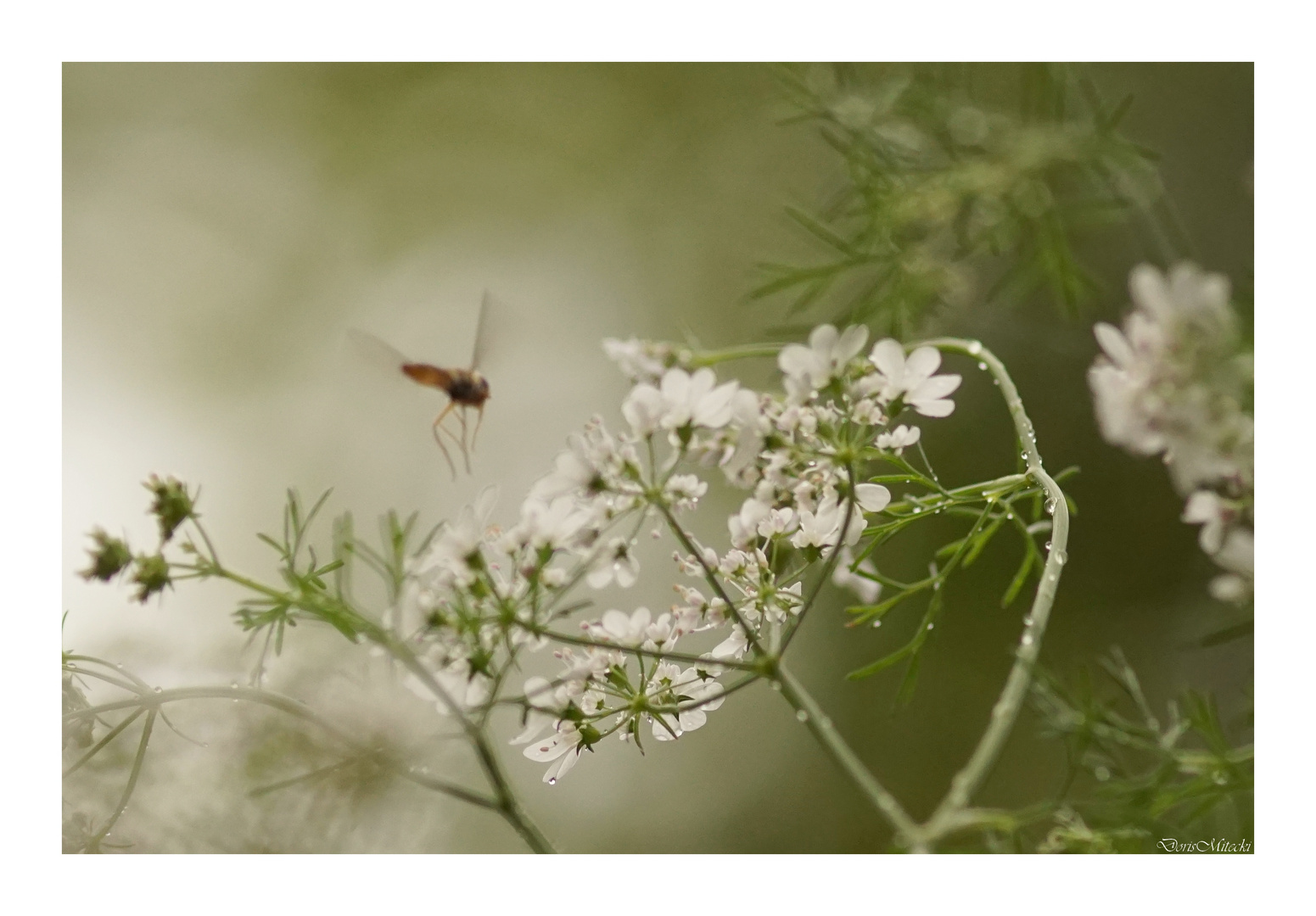 Korianderblüten