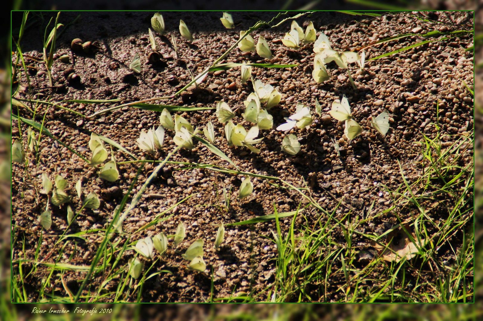 Koriose Versammlung