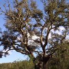 Korkeiche im Alentejo