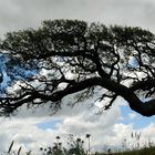 Korkeiche im Wind