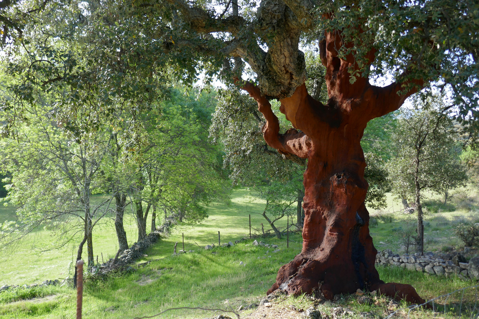 Korkeiche in der Extremadura