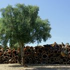 Korkeiche (Quercus suber) vor gestapelten frisch geschälten Korkstücken