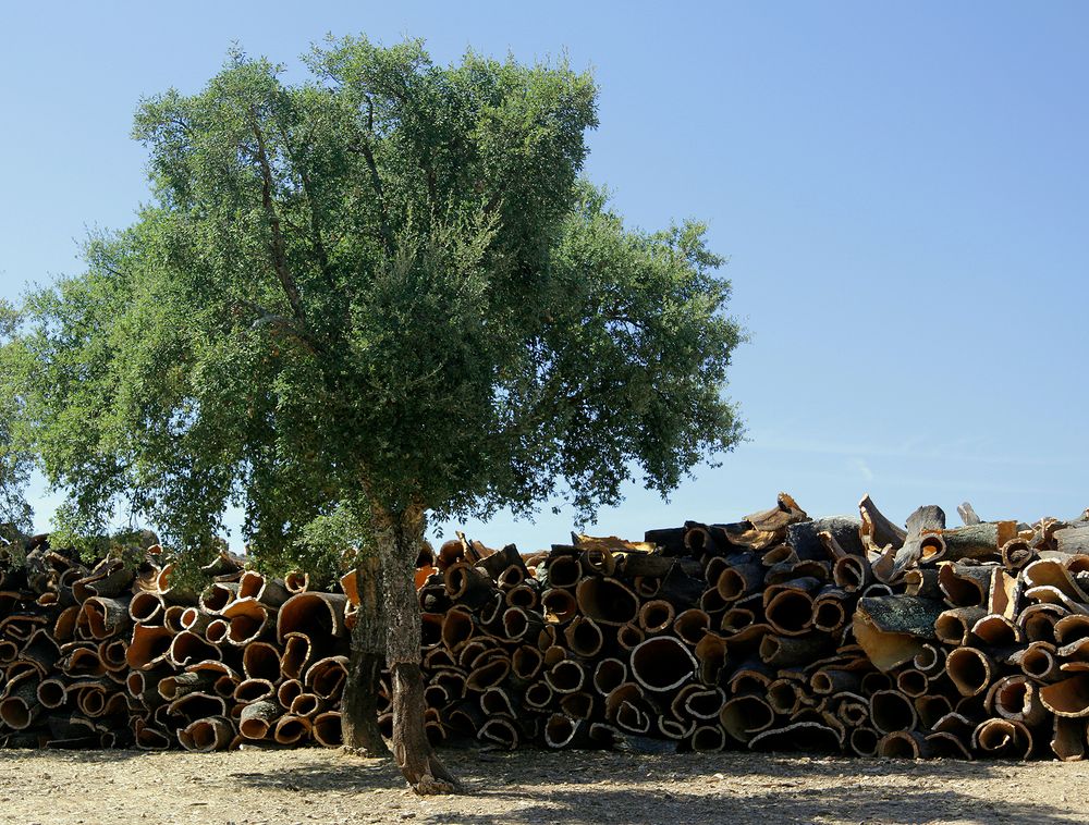 Korkeiche (Quercus suber) vor gestapelten frisch geschälten Korkstücken