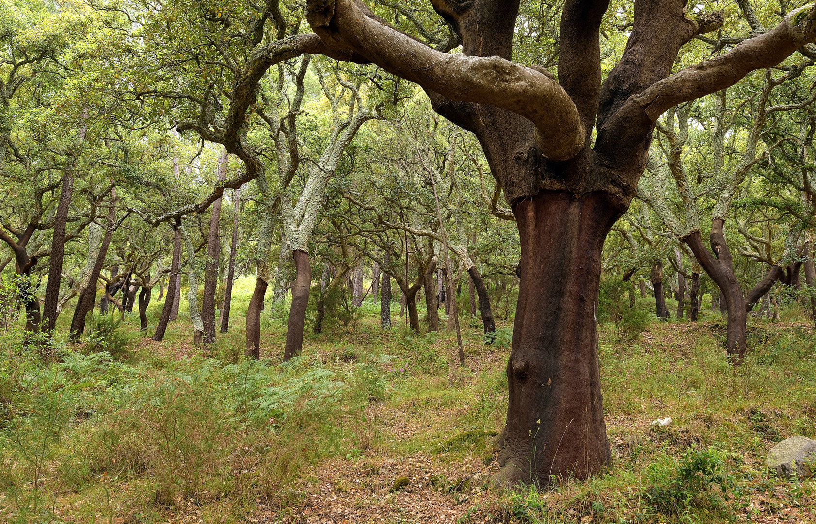 Korkeichen, unter den Korkenherstellern nimmt Portugal,....