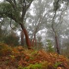 Korkeichen Wald