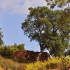 Korkeichenwälder bei Sainte- Maxime