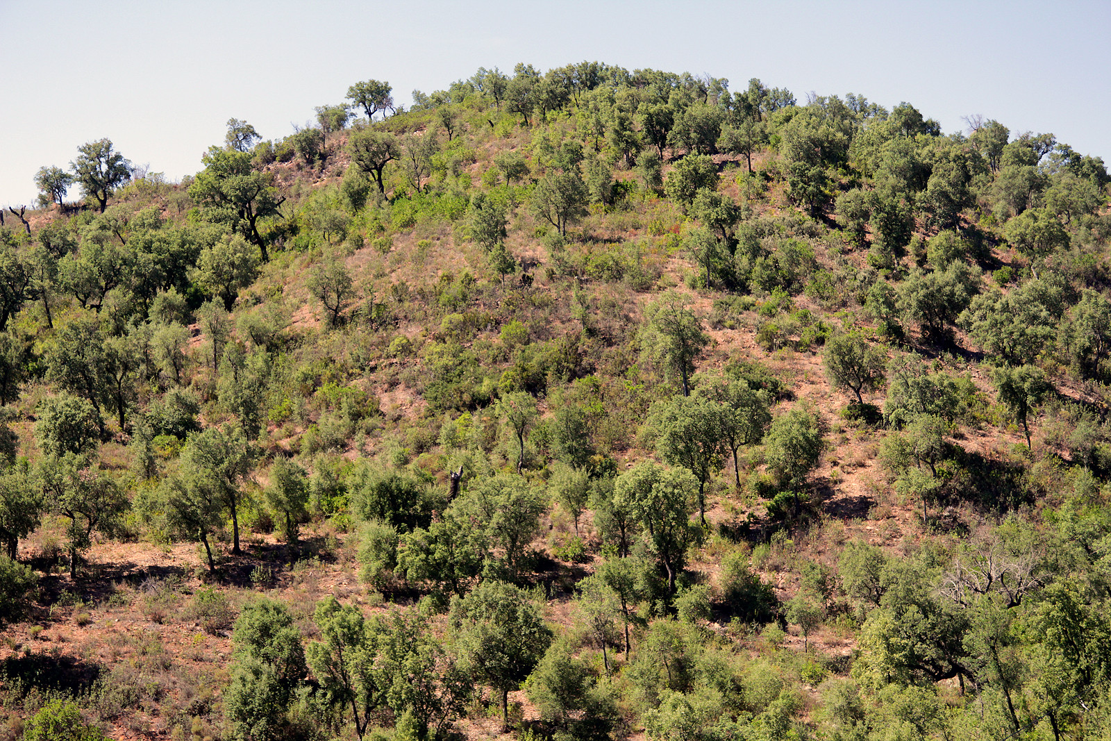 Korkeichenwald in den Bergen der Algavre