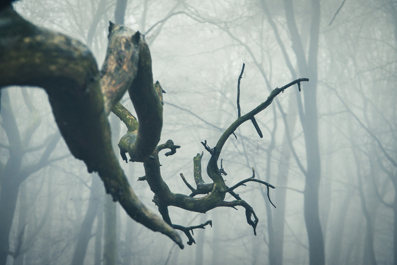 Korkenzieher im Nebel