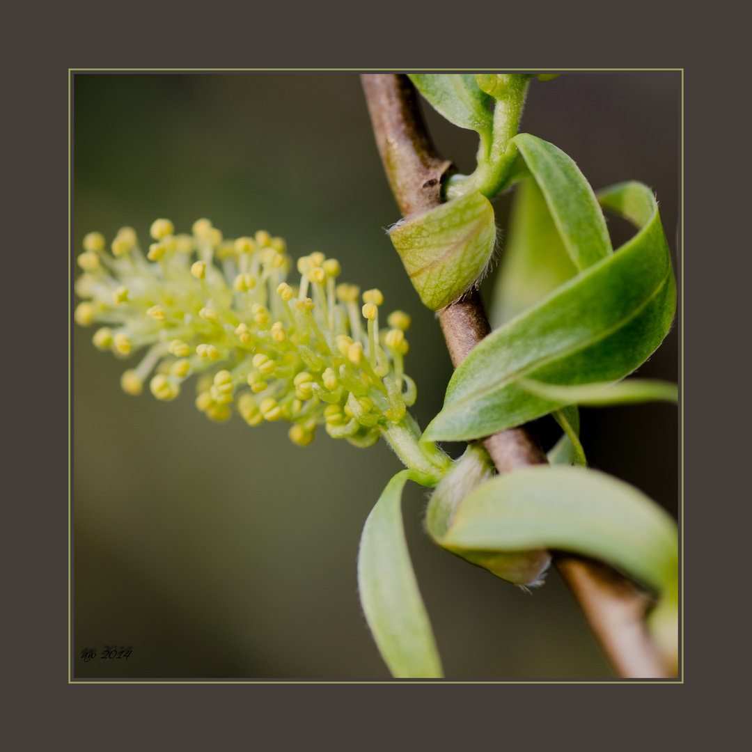 Korkenzieherbaum