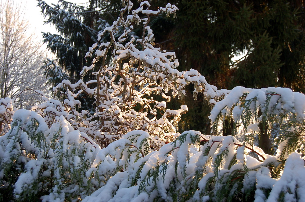 Korkenzieherbaum im Schnee