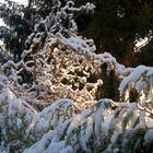 Korkenzieherbaum im Schnee