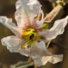 Korkenzieherblume (Strophanthus speciosus)