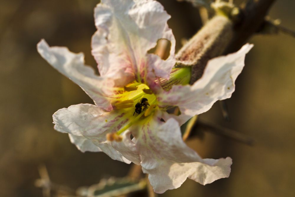 Korkenzieherblume (Strophanthus speciosus)