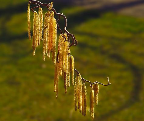 Korkenzieherhasel.....