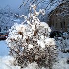 Korkenzieherhasel im Schnee