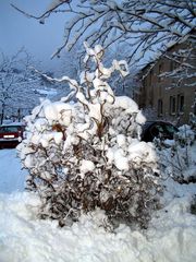 Korkenzieherhasel im Schnee